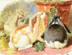 Een studie van drie hangoor konijnen door John Frederick Herring Senior