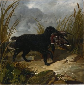 Een Ierse waterspaniël die een wilde eend apporteert, 1849
