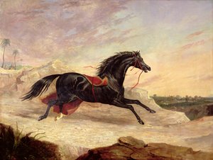 Arabieren achtervolgen een los Arabisch paard in een oosters landschap
