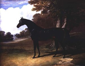 Gaucus, een donkerbruine paard in een boslandschap door John Frederick Herring Senior