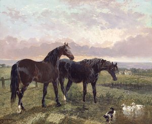 Twee paarden grazen bij zonsondergang