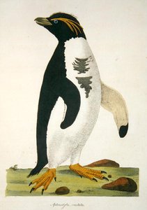 Aptenodytes-Crestata, illustratie uit 