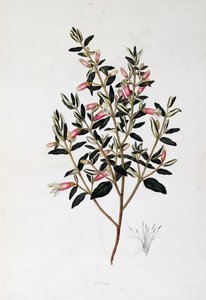 Correa Reflexa, tekening door John Frederick Miller