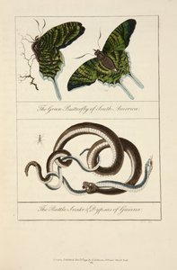De groene vlinder van Zuid-Amerika & de ratelslang & dypsas van Guyana door John Gabriel Stedman