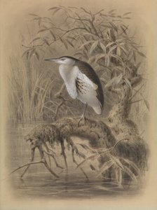 Kleine Roerdomp, Ixobrychus minutus door John Gerrard Keulemans