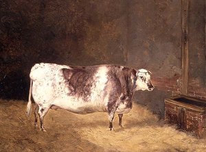 Shorthorn Koe