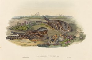 Caprimulgus europaeus Nachtzwaluw