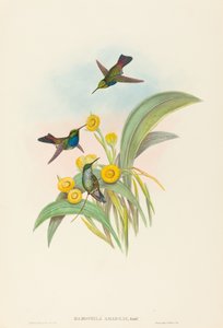 Damophila amabilis Blauwe-borstkolibrie. Makers: John Gould, Henry Constantine Richter