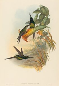Eugenia imperatrix Keizerkolibrie