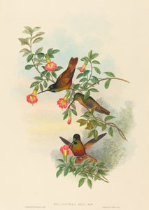 Helianthea eos Gouden Ster-voorhoofd. Makers: John Gould, Henry Constantine Richter