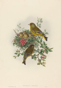 Ligurinus chloris Groenling door John Gould and Henry Constantine Richter John Gould and Henry Constantine Richter