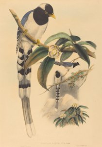 Urocissa cucullata, waarschijnlijk 1850-1883