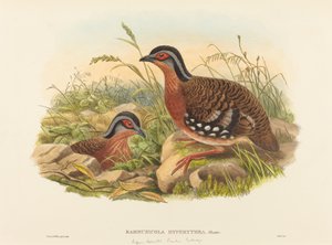 Roodborst Bamboepatrijs Bambusicola Hyperythra. Makers: John Gould, William Matthew Hart door John Gould, William Matthew Hart
