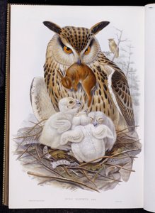 Een grote uil en kuikens, uit 