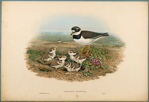 Aegialitis Hiaticula - Bontbekplevier door John Gould