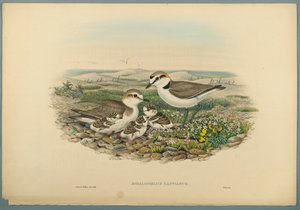 Aegialophilus Cantianus - Strandplevier