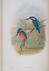 Alcedo Ispida, plaat uit The Birds of Great Britain door John Gould, uitgegeven 1862-73