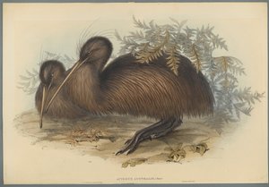 Apteryx Australis