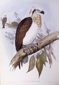 Australische visarend (Pandion haliaetus cristatus), gravure door John Gould door John Gould