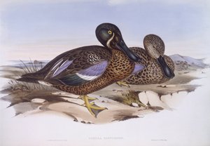 Australische slobeend (Anas rhynchotis), gravure door John Gould