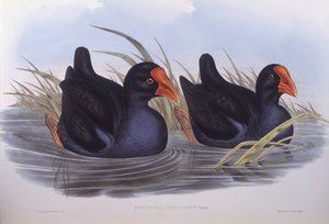Australische purperkoet (Porphyrio melanotus), gravure door John Gould