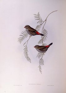 Mooie vuurstaart (Stagonopleura bella), gravure door John Gould
