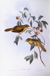Klokmijnwerker (Manorina melanophrys), Gravure door John Gould door John Gould