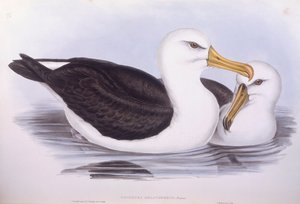 Zwartbrauwalbatros (Diomedea o Thalassarche melanophrys), gravure