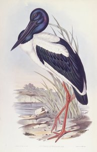 Zwartnekkikvors (Ephippiorhynchus asiaticus), gravure door John Gould door John Gould