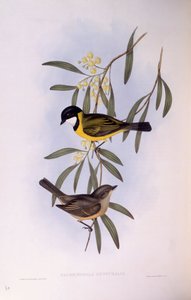 Zwartstaartfluiter (Pachycephala melanura), gravure