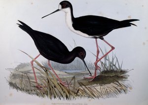 Zwarte Steltkluut (Himantopus novaezelandiae), gravure uit Birds of Australia door John Gould