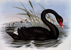 Zwarte Zwaan (Cygnus atratus), gravure uit Birds of Australia