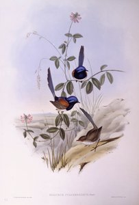 Blauwborstelfee (Malurus pulcherrimus), Gravure door John Gould door John Gould