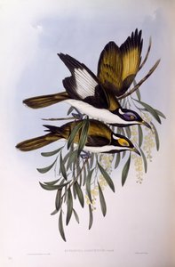 Blauwgezicht honingeter (Entomyzon cyanotis), gravure door John Gould