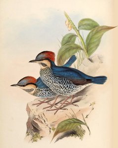 Blauwe Pitta Pitta cyanea Blyth door John Gould