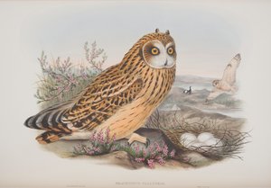 Brachyotus Palustris, plaat uit The Birds of Great Britain door John Gould, uitgegeven 1862-73 door John Gould