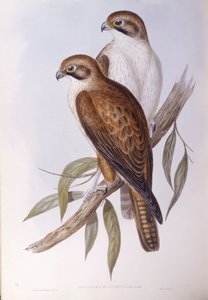 Bruine valk (Falco berigora occidentalis), Gravure door John Gould