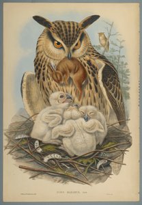 Bubo Maximus: Uil door John Gould