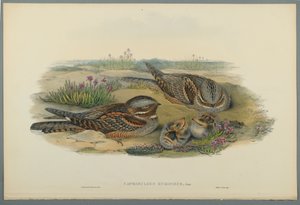Caprimulgus Europaeus door John Gould