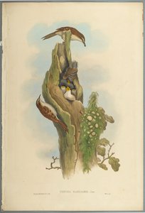 Certhia Familiaris - Boomkruiper