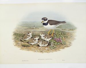 Bontbekplevier (Charadrius hiaticula), illustratie door John Gould