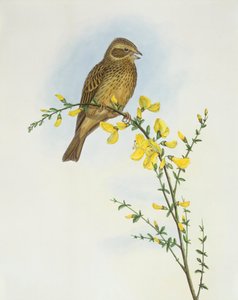 Grauwe gors (Miliaria of Emberiza calandra), Gravure door John Gould door John Gould