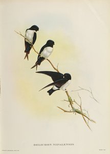 Delichon nipalensis, uit 