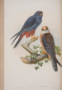 Erythropus Vespertinus, plaat uit The Birds of Great Britain door John Gould, 1862-73 door John Gould