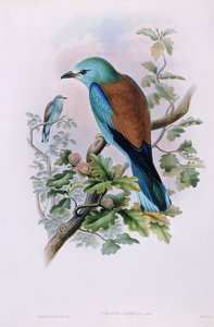 Europese roller; Coracias Garrula, 1862-1873 door John Gould