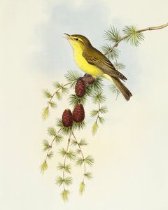 Vliegenvanger (Ficedula hypolaris), gravure door John Gould door John Gould