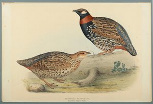 Francolinus Vulgaris: Europese Francolin door John Gould