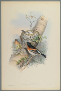 Fringilla Montifringilla - Keep door John Gould