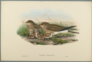 Glareola Pratincola - Vorkstaartplevier