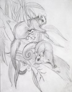 Glijdende Possums